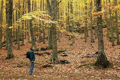 Los cálidos ocres del otoño iluminan un castañar en el valle del Iruelas, en la provincia de Ávila.