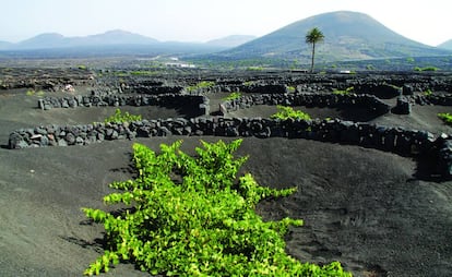 Viñedos de El Grifo, en La Geria (Lanzarote).