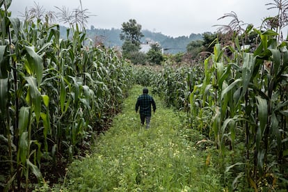 Eduardo Wuqu’Aj Saloj en una de sus parcelas cultivadas con maíz y frijol (sistema milpa sencillo) en la aldea Chaquijyá, Guatemala, el 31 de agosto de 2024.