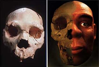 Cráneo número 5 de Atapuerca y reconstrucción del rostro.