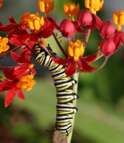 Oruga danaus.