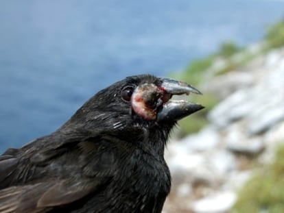 Un pinzón terretre macho de tamaño mediano afectado por un parásito de la sífilis (Poxvirum avirum)