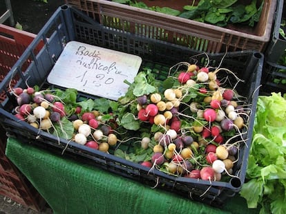 Rabanos multicolores