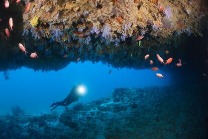 A diver in the waters of North Male Atoll, Maldives.