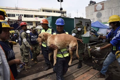 Un miembro de los equipos de rescate lleva a un perro rescatador en brazos durante la búsqueda de supervivientes en la escuela elemental Enrique Rebsamen, el 21 de septiembre de 2017 en Ciudad de México.  