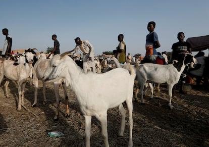 A veces las cabras pueden ser un indicador de que la gente tiene la intención de marcharse. Mahamane Alkassoum, de 37 años, un extraficante de migrantes contempla las cabras a la venta en el mercado de ganado en Agadez, Níger, el 27 de octubre de 2019.