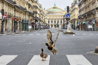 Una pareja de patos en una calle vacía de París (Francia), el 22 de marzo de 2020.