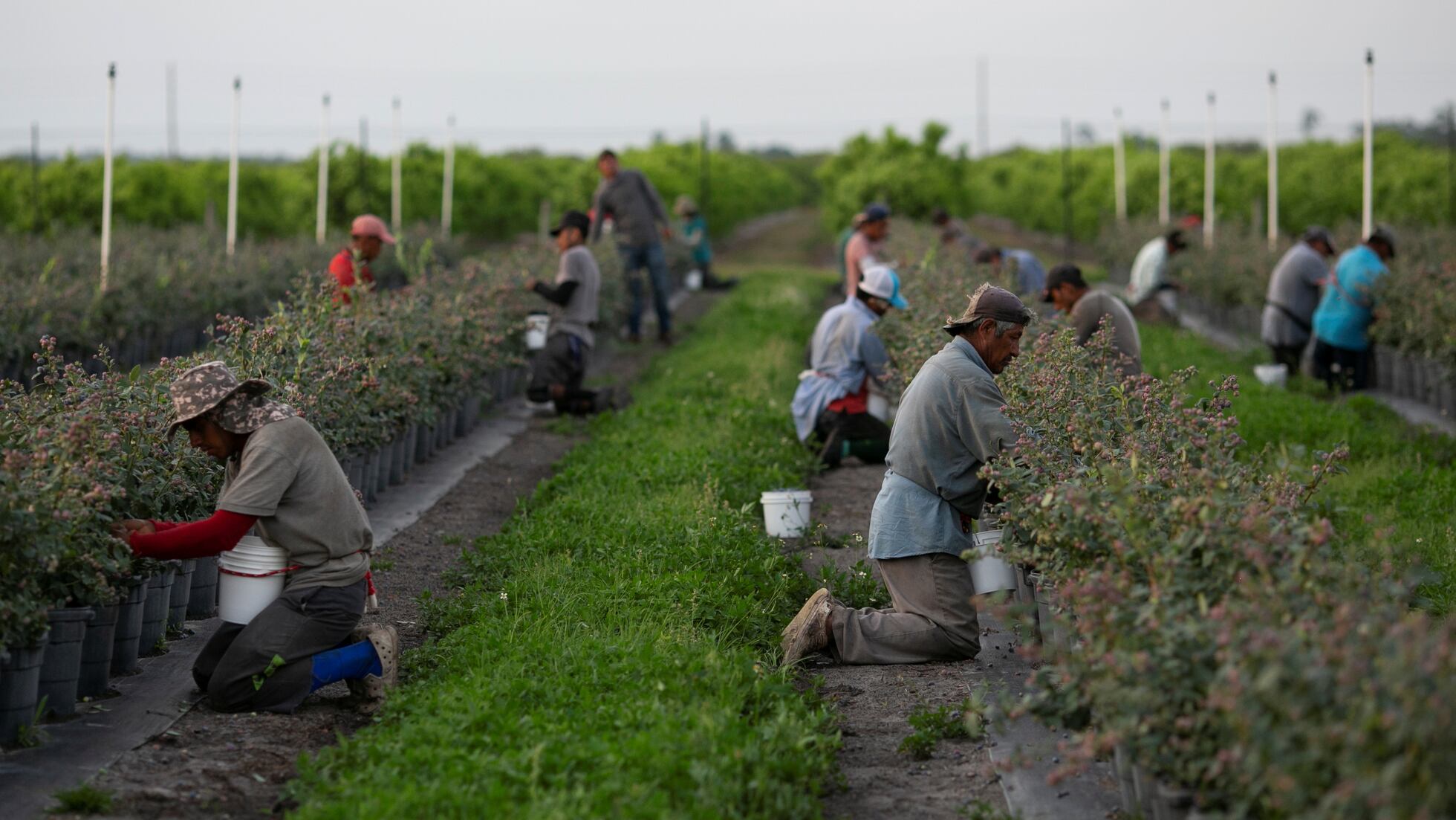 El duro plan migratorio de Trump podría destrozar el sistema alimentario estadounidense | EL PAÍS US