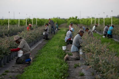 Migrantes mexicanos cosechan moras en Lake Wales, Florida, EE UU. En marzo de 2020.