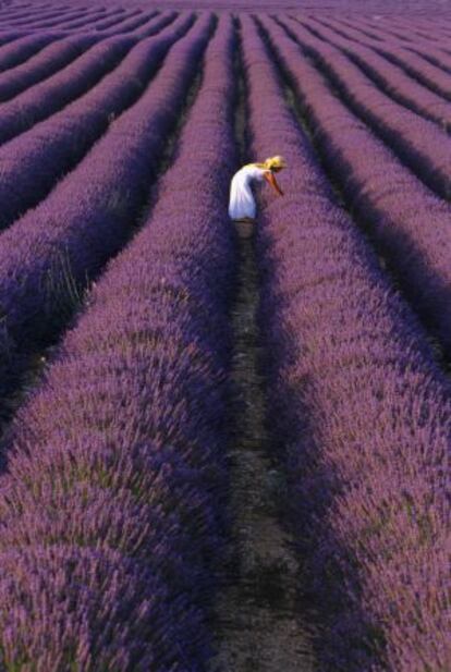 Campos de lavanda, c&eacute;lebre en la elaboraci&oacute;n de perfumes en Grasse, en la Provenza (Francia).