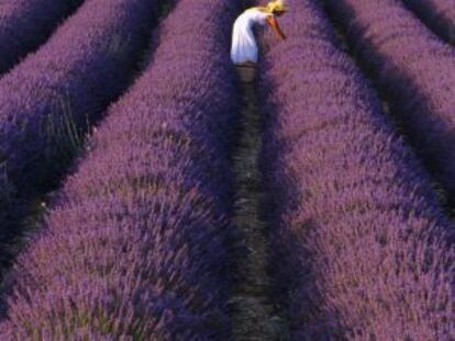 Campos de lavanda, célebre en la elaboración de perfumes en Grasse, en la Provenza (Francia).