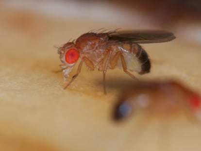 Las moscas de la fruta comparten con los humanos más de la mitad de sus genes y han sido esenciales en la comprensión de la genética humana