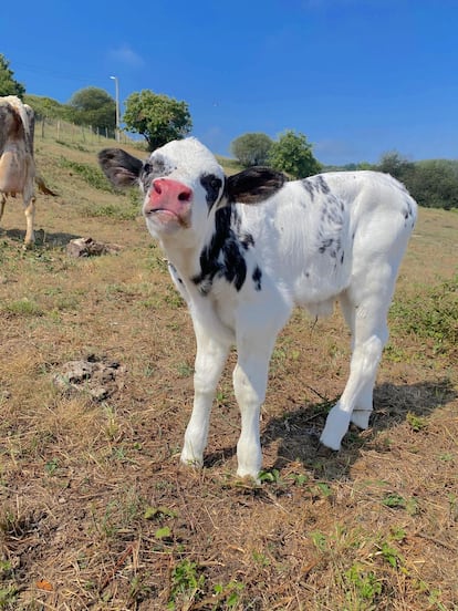 La cría de una de las vacas decomisadas en el santuario cántabro.