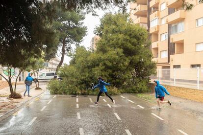 Unos niños cruzan una calle cortada por la caída de un árbol a causa de las lluvias registradas en la últimas horas en La Zenia, Orihuela (Alicante).
