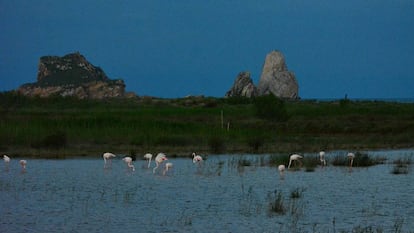 Flamencs a l'Estartit. 