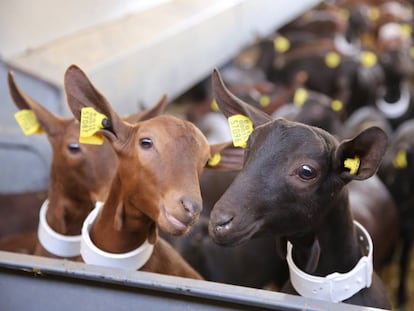 Cabras murciano-granadinas, en una foto cedida por la empresa Treseus.