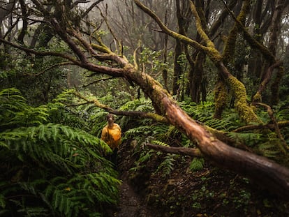 Una senderista en la reserva de la biosfera del Macizo de Anaga, en Tenerife (Canarias).