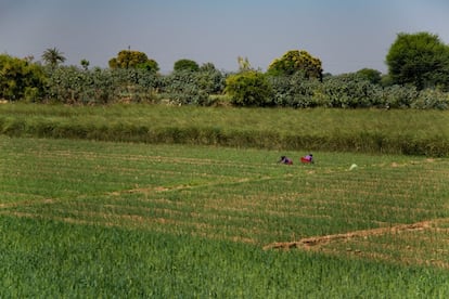 La antigua red de canales, para la que el presidente Modi tiene un ambicioso plan, permite labrar terrenos áridos. Mujeres con atuendo colorido trabajan agachadas en uno de los campos.