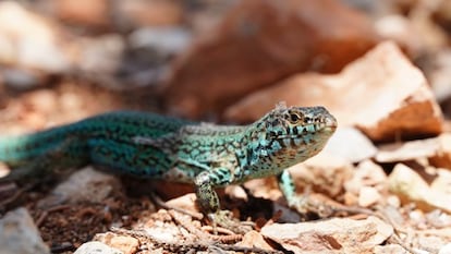 Una lagartija típica de Baleares, en una imagen cedida por la consejería balear de Medio Ambiente.