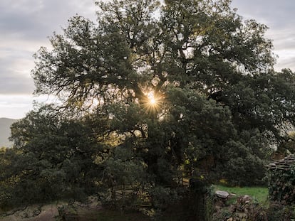 La salida del sol tras las ramas de la carrasca milenaria de Lecina.