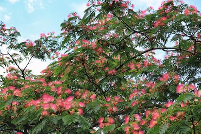 La copa ancha y extendida de la acacia de Constantinopla se llena de flores.