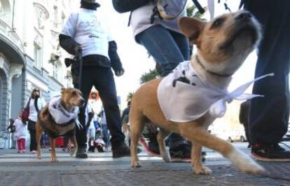 Los perros participantes en la carrera durante el trayecto.