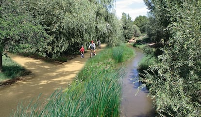 Lote 1 Corredor Manzanares norte: El plan incorpora la renaturalización de la senda paralela al curso norte del río Manzanares, creando un camino peatonal y para bicicletas e intensificando la plantación de especies de ribera. PINO FORESTAL INGENIERÍA