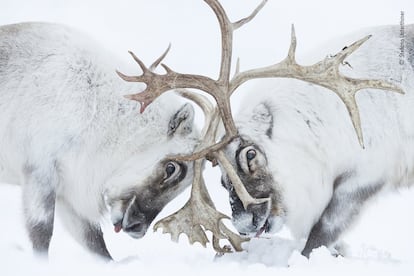 Stefano Unterthiner (Italia) observa cómo dos renos de Svalbard luchan por el control de un harén. Stefano siguió a estos renos durante la época de celo. Observando la lucha, se sintió inmerso en "el olor, el ruido, la fatiga y el dolor". Los renos chocaron las astas hasta que el macho dominante (izquierda) ahuyentó a su rival, asegurándose la oportunidad de reproducirse. Los renos están muy extendidos por el Ártico, pero esta subespecie sólo se da en Svalbard. Las poblaciones se ven afectadas por el cambio climático, ya que el aumento de las precipitaciones puede congelar el suelo, impidiendo el acceso a las plantas que, de otro modo, estarían bajo la nieve blanda.