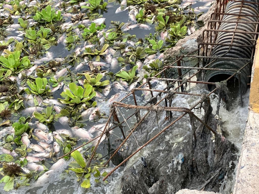 Algunos de los peces muertos flotando en el río Los Perros.