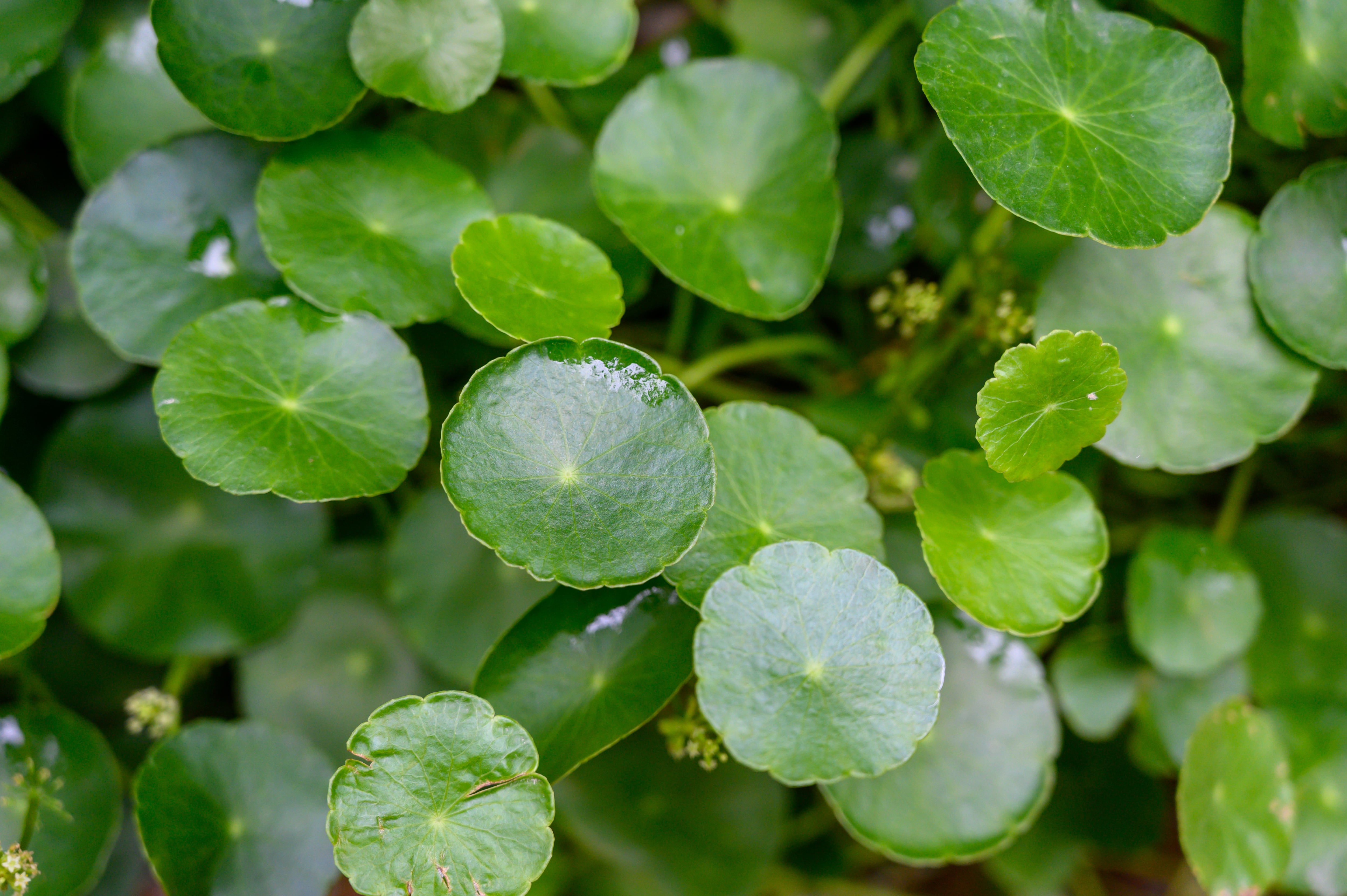 Pilea o planta china del dinero: puede que no traiga la riqueza a tu hogar, pero sí belleza 