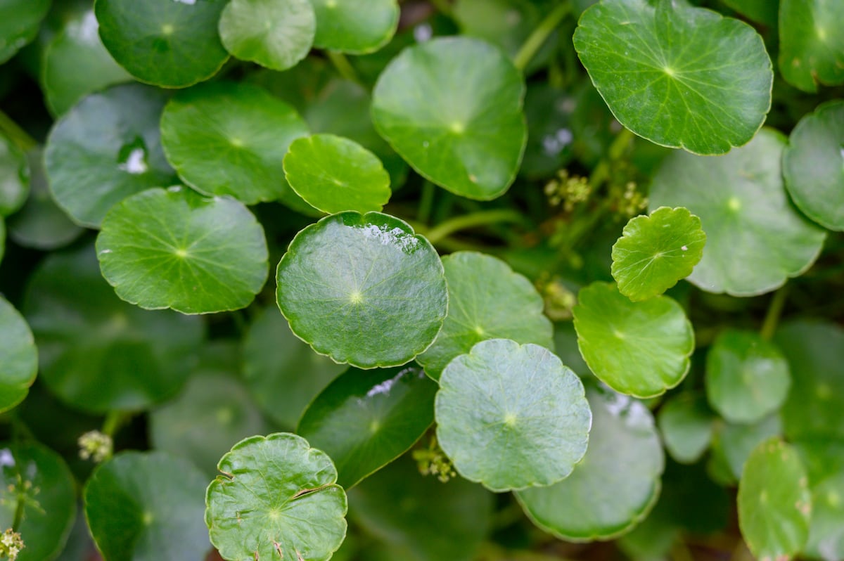 ピレアまたは中国の金のなる植物: それはあなたの家に富をもたらすことはないかもしれませんが、美しさをもたらします |ライフスタイル