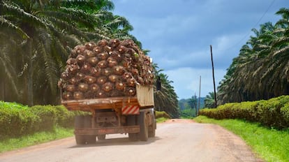 Plantación de palmeras de aceite en Camerún.