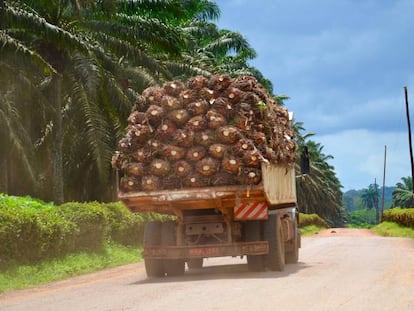 Plantación de palmeras de aceite en Camerún.