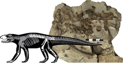 Aspecte del fòssil ja restaurat i silueta de l'esquelet amb els elements anatòmics identificats (en blanc).