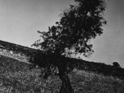 Un olivo cercano a la tumba de Federico Garc&iacute;a Lorca en Fuente Grande.