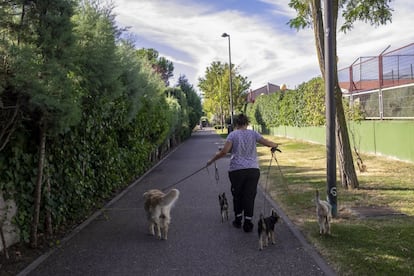 Zona céntrica del Sector 3 de Getafe. En esta parte, sobre todo de chalets, la media de edad es elevada pues casi todos los vecinos adquirieron sus casas hace más de treinta años, con el inicio de la zona. En la foto, una mujer pasea a cuatro perros.