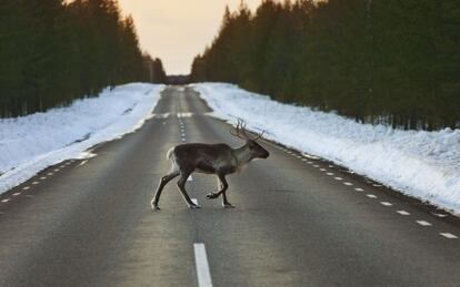 Un reno cruza la carretera en los alrededores de Skelleftea (Suecia).