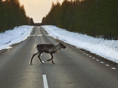 Un reno cruza la carretera en los alrededores de Skelleftea (Suecia).