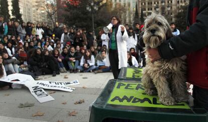 Clase de Carmen Perez Díaz y Paloma Toni Delgado del departamento de Medicina y cirugía Animal, imparte la clase de Exploración Neurológica en el perro