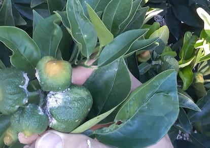 Naranjas dañadas por el insecto del cotonet.