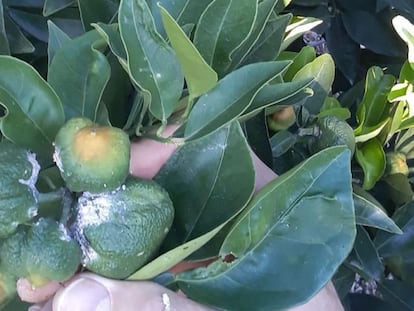 Naranjas dañadas por el insecto del cotonet.