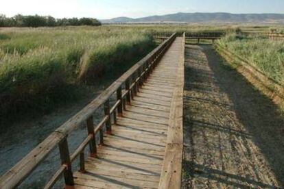 Vista de una de las lagunas del parque nacional de Las Tablas de Daimiel, en Ciudad Real, que mantiene una "crítica situación de supervivencia".