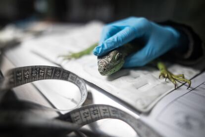 Uno de los reptiles rescatados en Colombia.