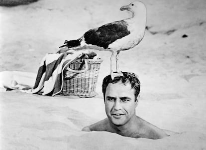 Marlon Brando y una gaviota en 1966.