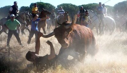 The photographer Pedro Armestre is knocked to the ground by the bull in Tordesillas.