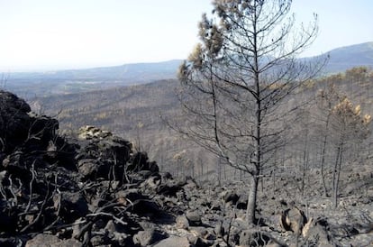 Los efectos devastadores del incendio de Sierra de Gata .