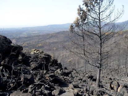 Los efectos devastadores del incendio de Sierra de Gata .