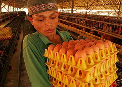 Un indonesio, en una granja avícola. Desde el viernes, ninguno de sus productos se puede exportar.