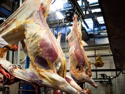 Um carnicero desuella uma vaca em um matadero dinamarquês.