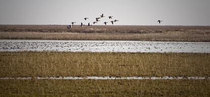 Un grupo de &aacute;nades sobrevuela las marismas de Do&ntilde;ana.